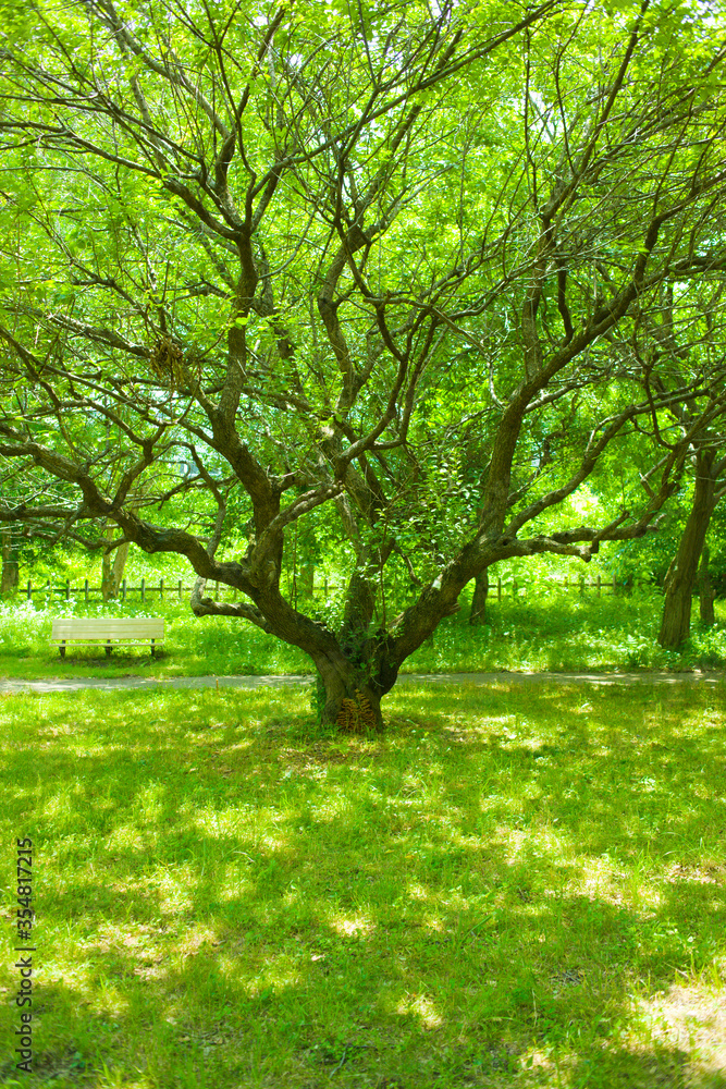 Park Tree