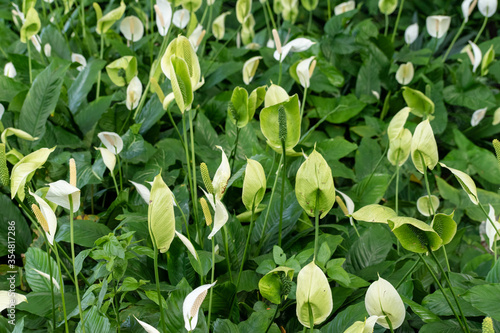 Image of beautiful Peace Lily  Spathiphyllum cochlearispathum  plant in a garden