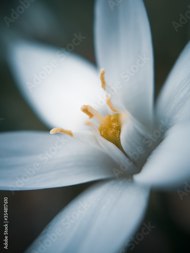 Single white blurred star flower. Ornithogalum umbellatum grass lily in bloom photo