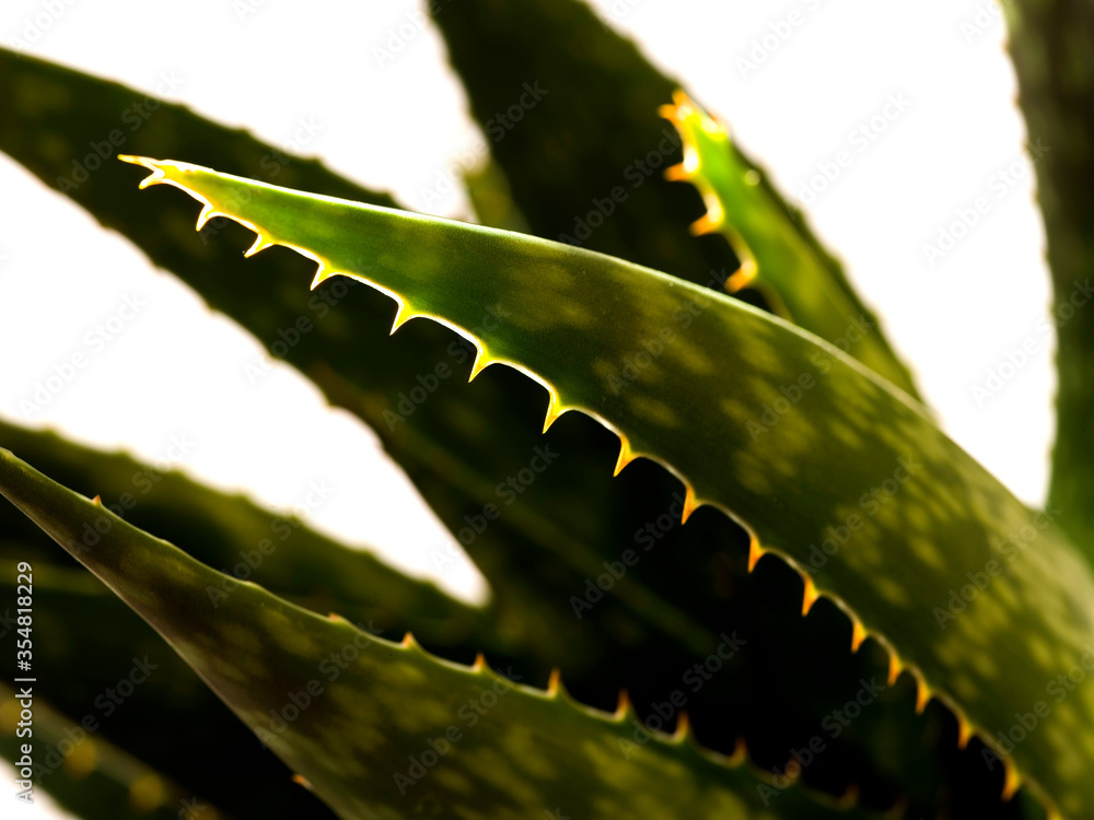 Naklejka premium aloe vera