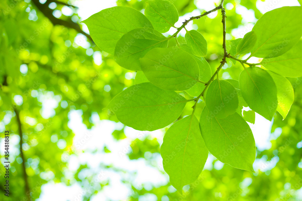 Obraz premium green leaves