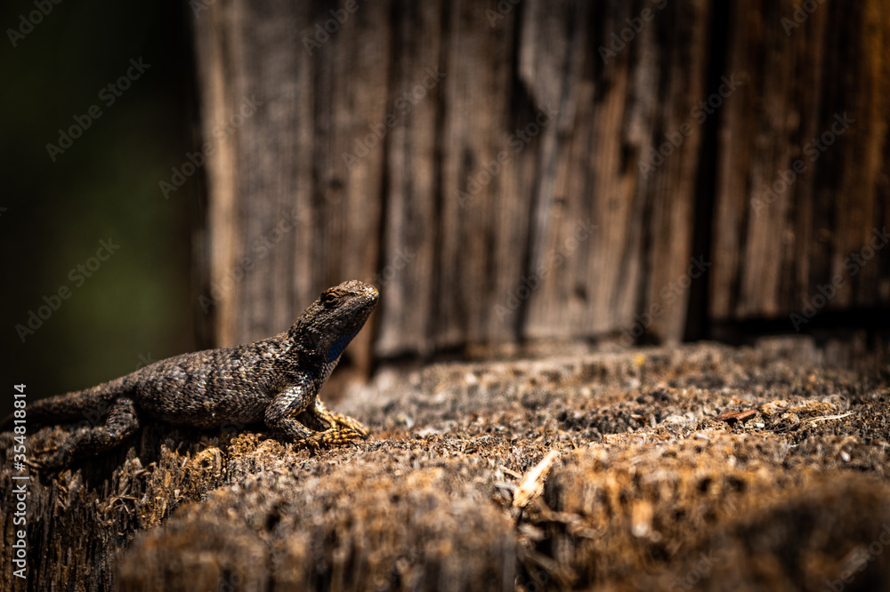 A large Western Fence Lizard basking in the warm sunlight on an old stump A large Western Fence Lizard basking in the warm sunlight on an old stump