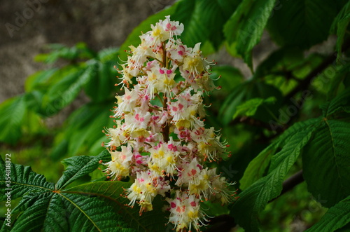Flowers of a tree a chestnut. Spring blossoming chestnut tree flowers. Aesculus hippocastanum blossom of horse-chestnut tree.