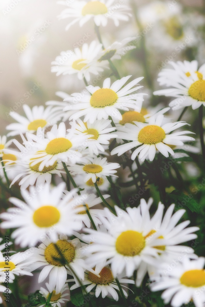 Fototapeta premium daisies in a field