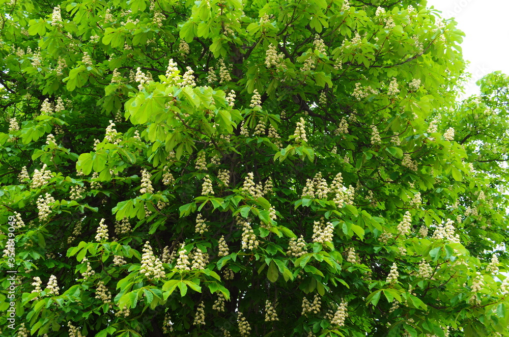 Flowers of a tree a chestnut. Spring blossoming chestnut tree flowers. Aesculus hippocastanum blossom of horse-chestnut tree. Flowers of a tree a chestnut. Spring blossoming chestnut tree flowers. Aesculus hippocastanum blossom of horse-chestnut tree.