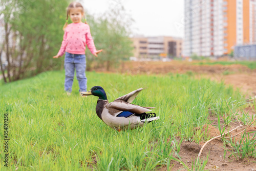 ornithophobia. little girl is afraid of a duck photo