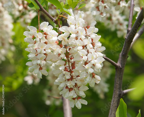 Konstfotografi Locust tree blossom, Robinia pseudoacacia