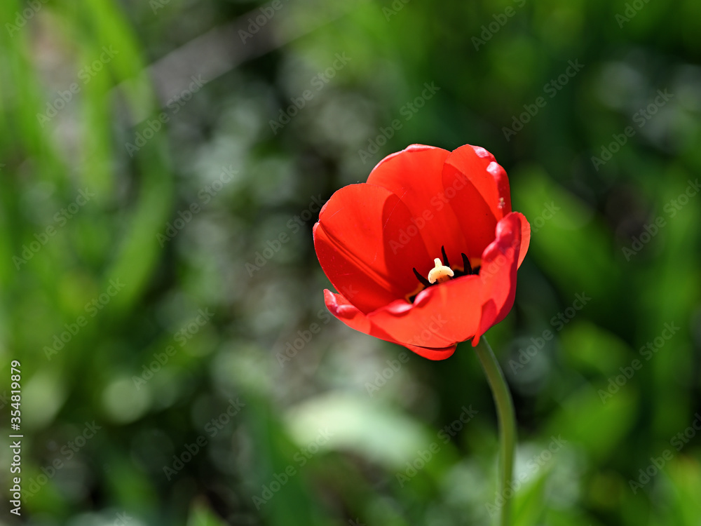 garden bright red spring tulip garden bright red spring tulip