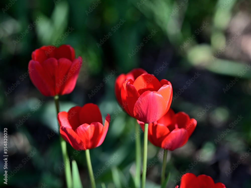 garden bright red spring tulips garden bright red spring tulips
