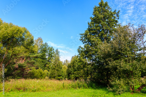 Fototapeta Naklejka Na Ścianę i Meble -  View of a mixed deciduous and coniferous forest in Russia. Summer landscape