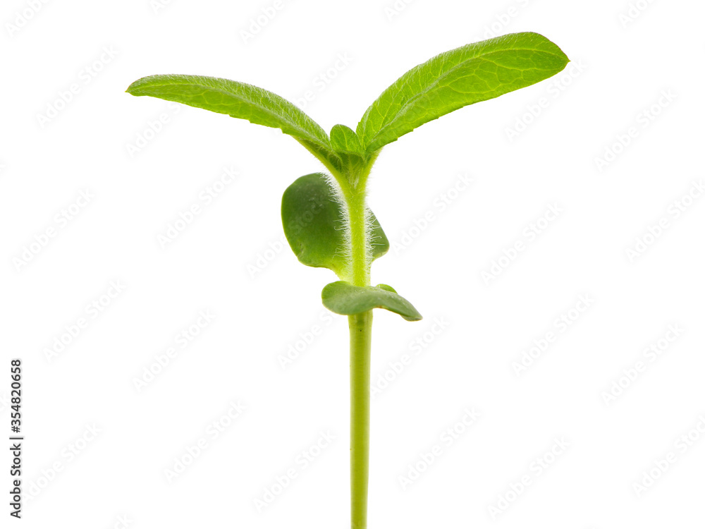 Young sunflower plant isolated on white Young sunflower plant isolated on white
