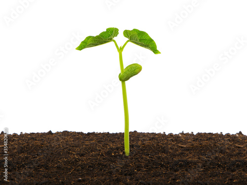 Young bean plant in soil
