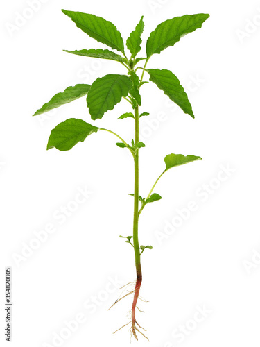 Redroot pigweed plant isolated on white, Amaranthus retroflexus