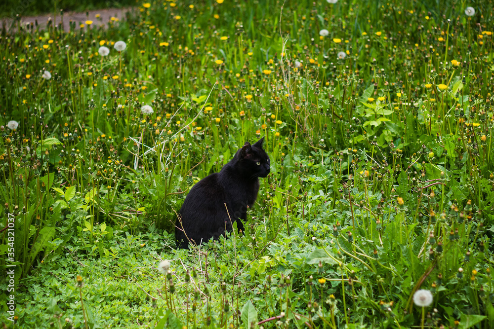 Naklejka premium A stray, homeless black cat in green grass and weeds.