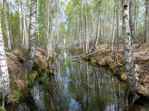 water in channel ditch at drained wetlands area, trees fell across the ditch, Sedas heath, Latvia