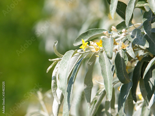 Branch of blooming Russian olive tree, Elaeagnus angustifolia photo