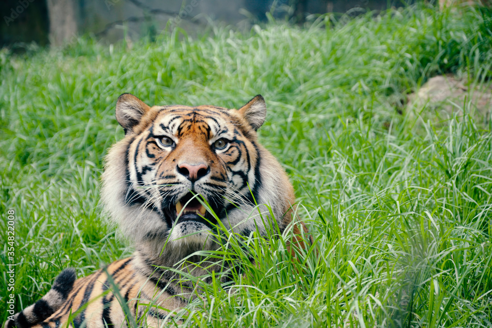 Fototapeta premium A Large Tiger Sitting in Grass Field