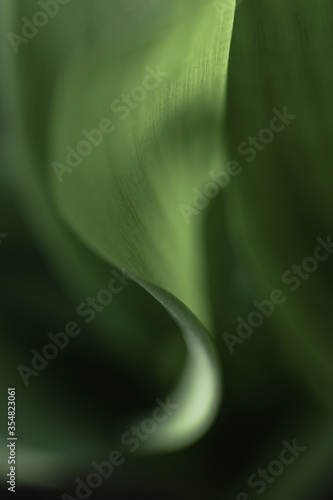 Macro shot of green leaves of lily of the valley. Leaf texture, raindrops.