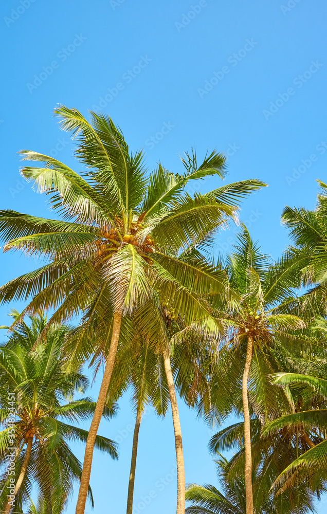 Coconut palm trees against the blue sky.