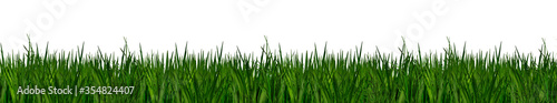 Blades of green grass isolated