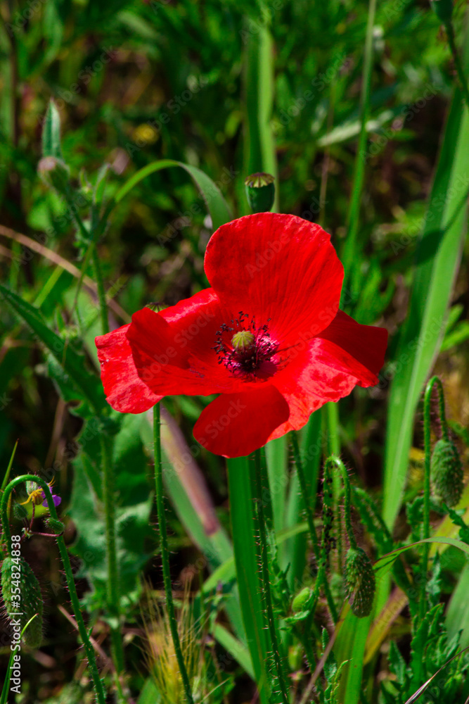 Red poppies in the middle of the green grass under the sun. Bright red flower in contrast with the green of the lawn. Red poppies in the middle of the green grass under the sun. Bright red flower in contrast with the green of the lawn.