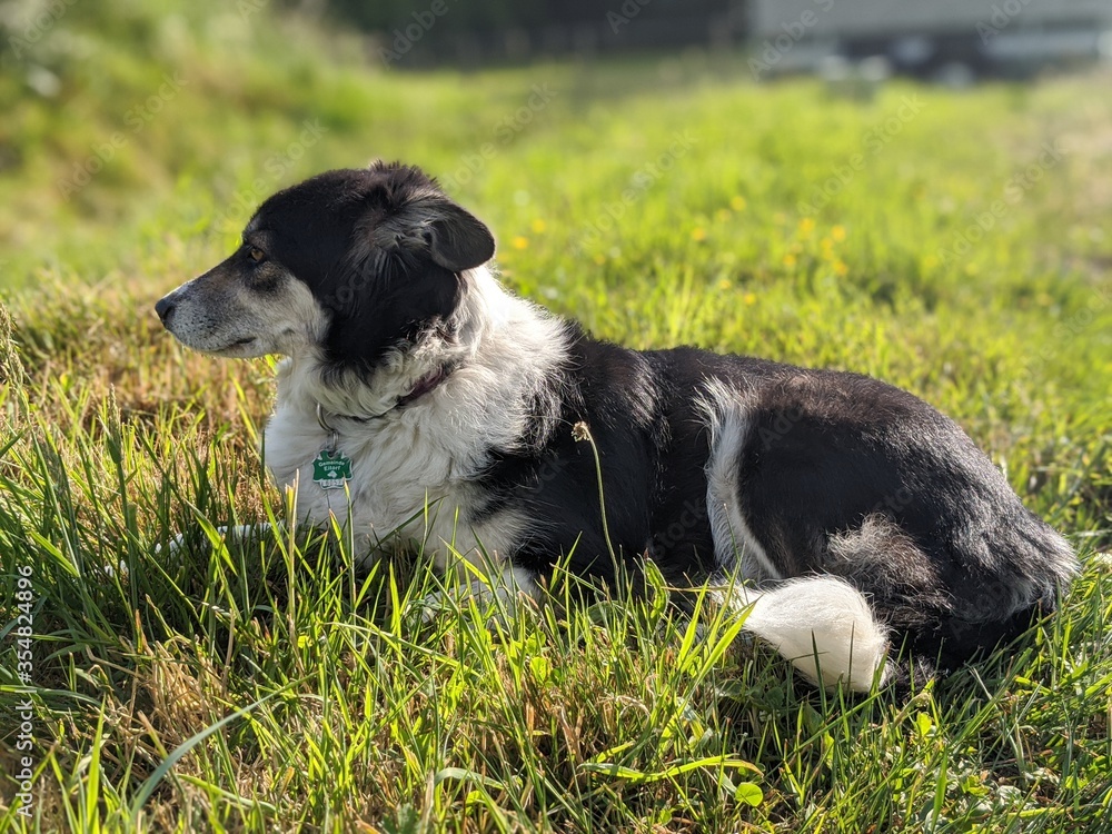 Hund mit Hundemarke Hund mit Hundemarke