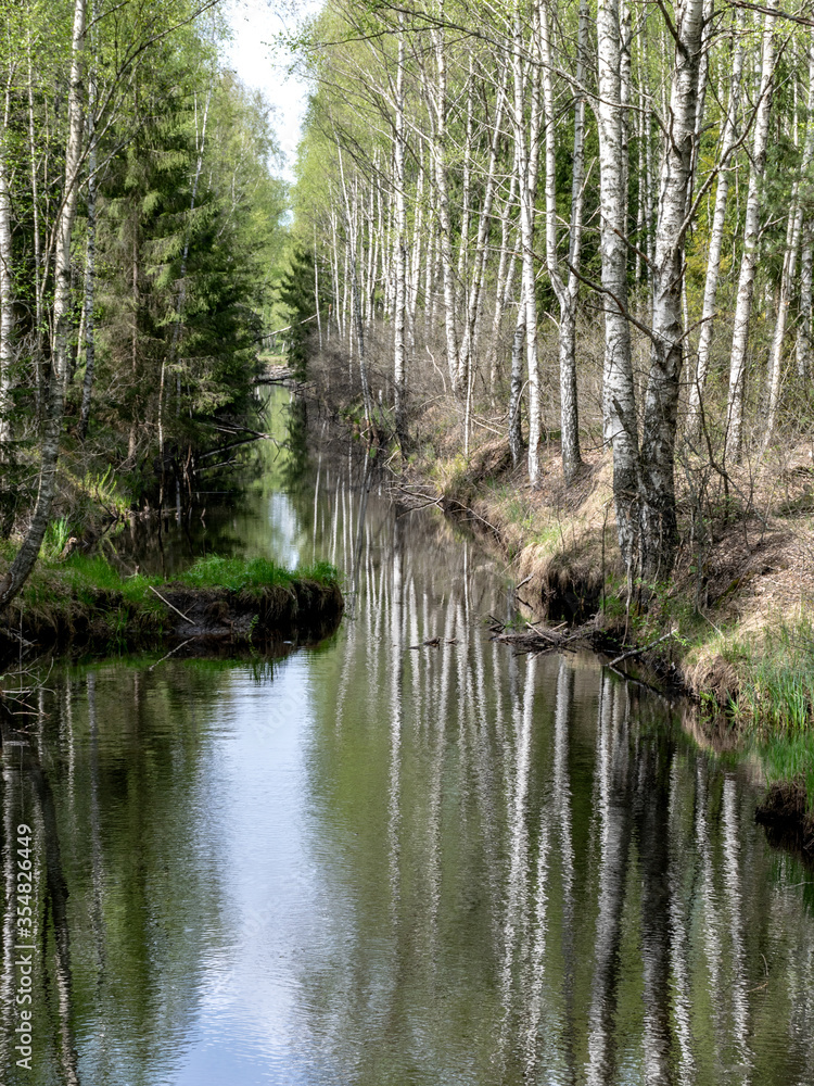 a swamp ditch, white birches along the edges, swamp grass and moss, wonderful reflections in the dark swamp water a swamp ditch, white birches along the edges, swamp grass and moss, wonderful reflections in the dark swamp water