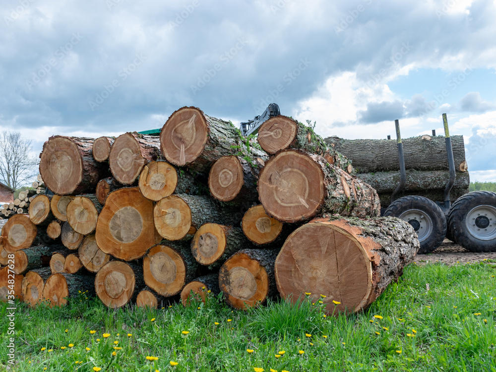 wooden logs of pine woods in the forest, stacked in a pile, cross section of log shows sapwood, bark in round shape wooden logs of pine woods in the forest, stacked in a pile, cross section of log shows sapwood, bark in round shape