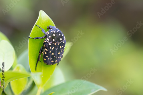 Protaetia nevioguttata (Janson, 1876) on green leaf over blur green background photo