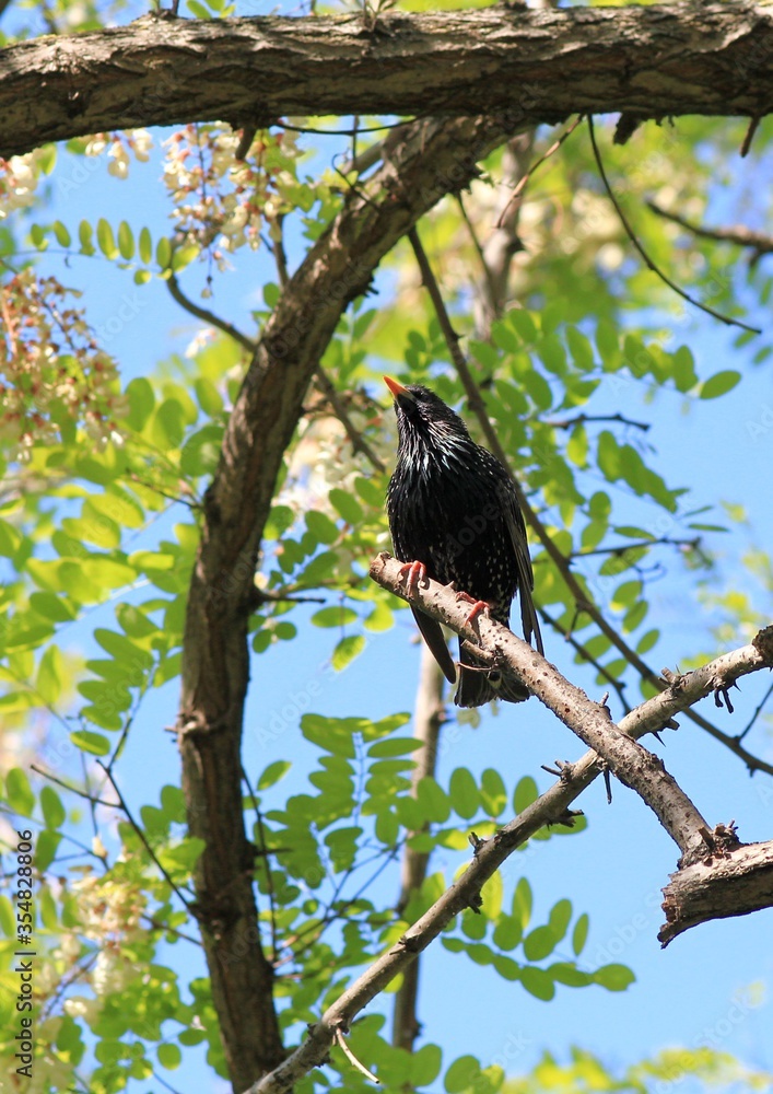 Starling (Sturnus vulgaris) on a branch in the Park Starling (Sturnus vulgaris) on a branch in the Park