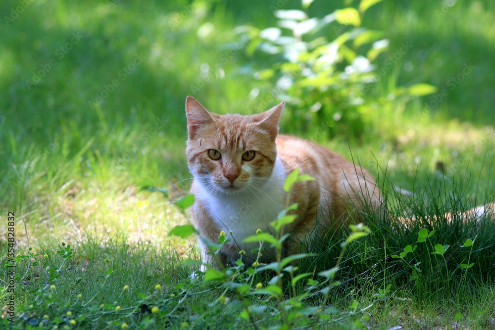 Red cat on the green grass in the Park Red cat on the green grass in the Park