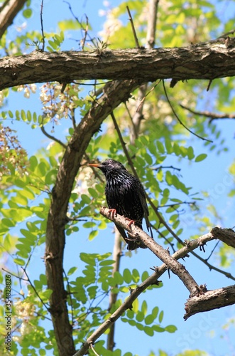 Starling (Sturnus vulgaris) on a branch in the Park