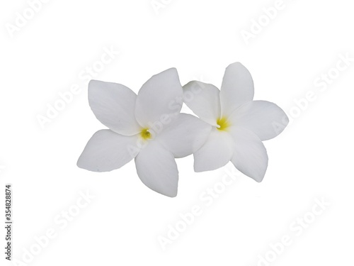 White flower isolated on white background. Beautiful Frangipani flowers.