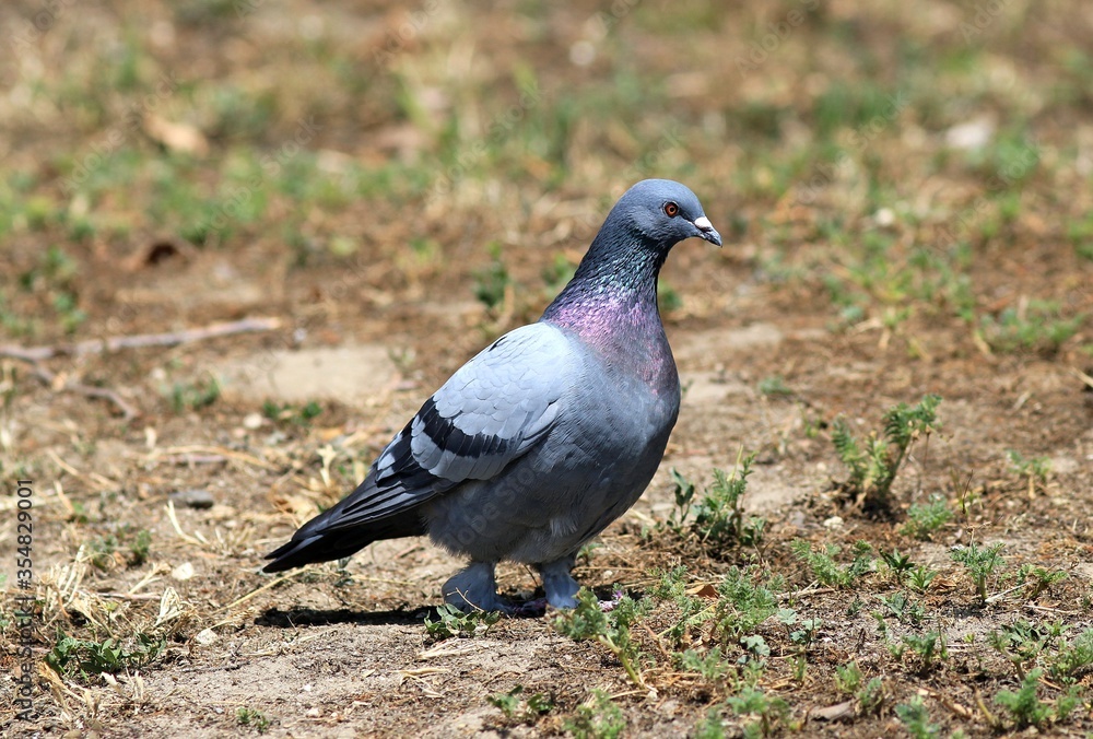 Grey pigeon (Columba livia) in the Park Grey pigeon (Columba livia) in the Park