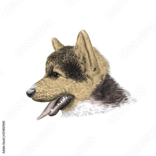 The Pembroke Welsh Corgi Tricolor puppy, a cattle herding dog breed. Pet profile portrait, closeup sketch. Vector illustration.