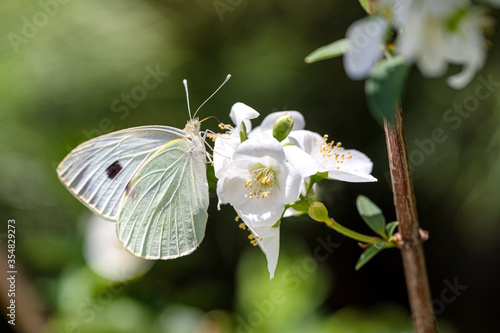 White butterfly on a flower photo