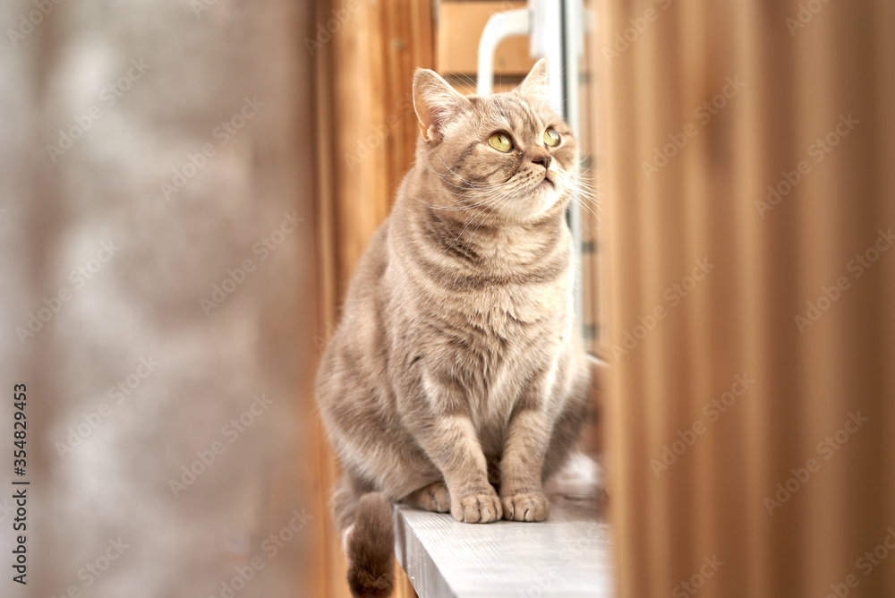 Cute gray cat admires the view from the window