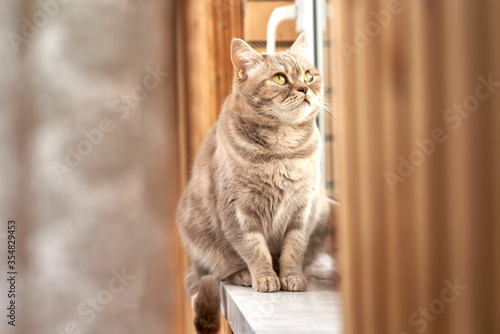 Cute gray cat admires the view from the window