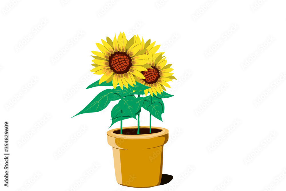 Obraz premium ひまわり