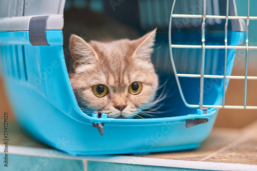 Cute gray cat in a carrier for animals in a veterinary clinic