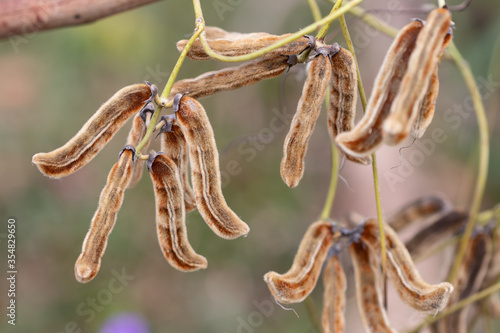 Velvet bean (Mucuna pruriens (L.) DC.var.utilis) fruit and seeds photo