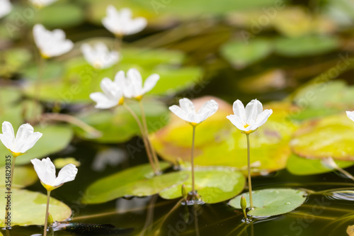 flower of Nymphoides ezannoi or floatingheart or mini lotus photo