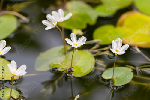 flower of Nymphoides ezannoi or floatingheart or mini lotus