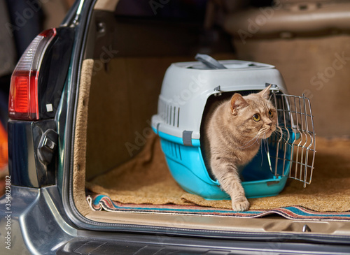 Cute gray cat in a pet carrier in the car