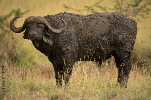 Cape buffalo stands caked in mud eyeing camera