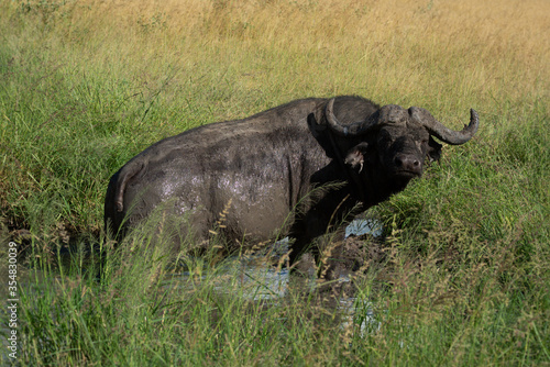 Cape buffalo stands in muddy water hole