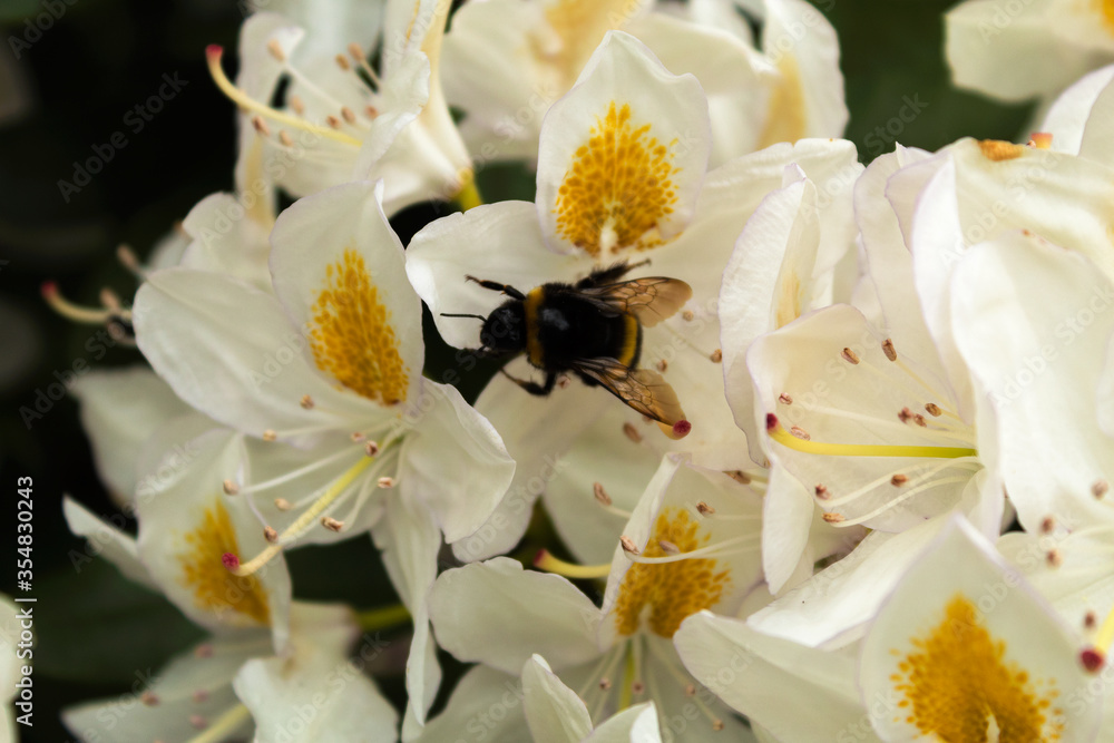 Fototapeta premium Bumblebee on a white flower