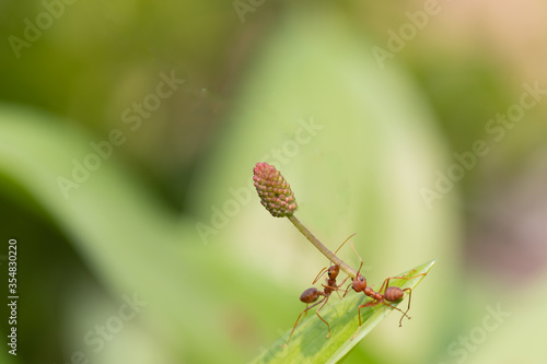 Ant action standing.Ant carry flower or food,Concept team work together