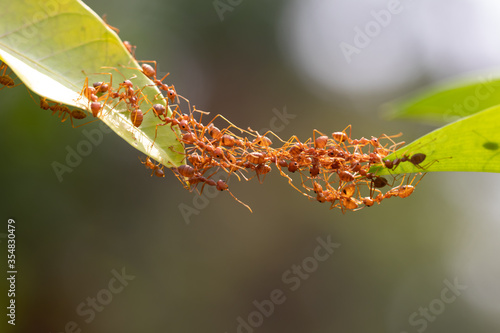 Ant action standing.Ant bridge unity team,Concept team work together © frank29052515