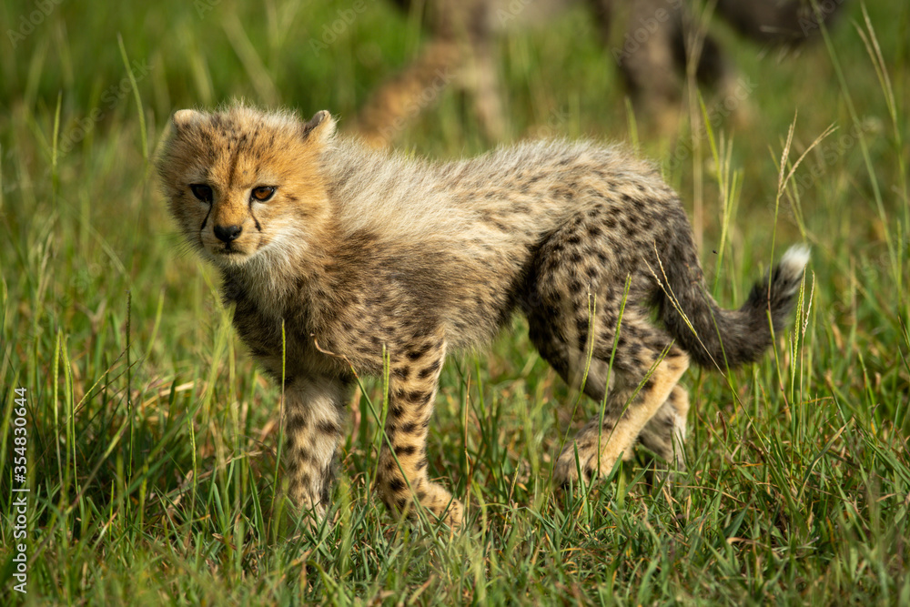 Obraz premium Cheetah cub walks through grass in sunlight